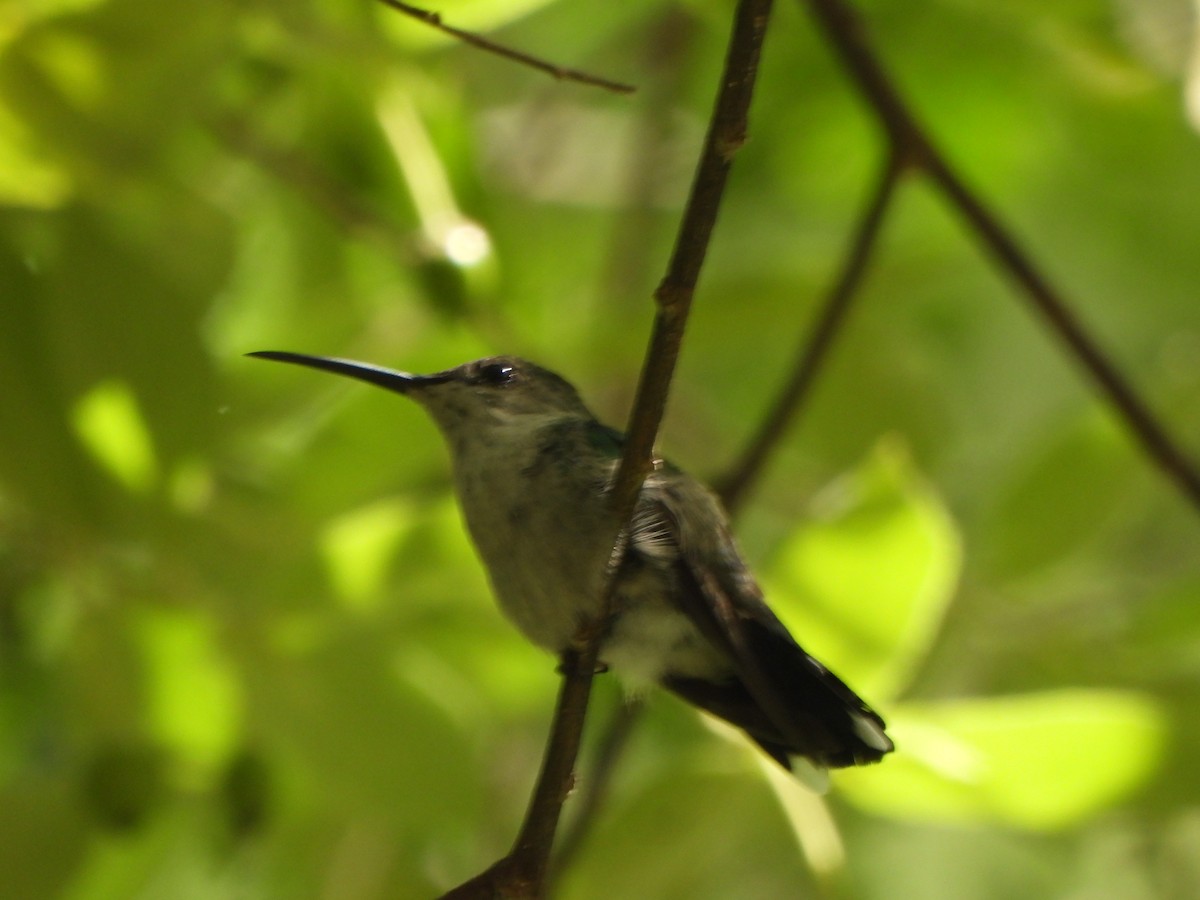 Fork-tailed Woodnymph - ML646776385