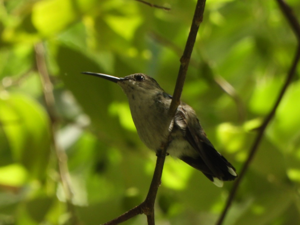 Fork-tailed Woodnymph - ML646776386