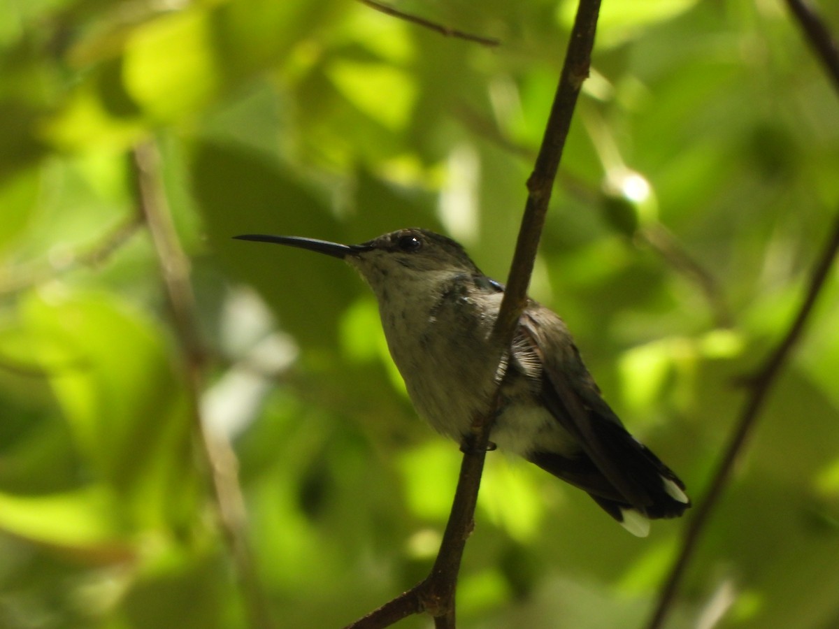 Fork-tailed Woodnymph - ML646776387