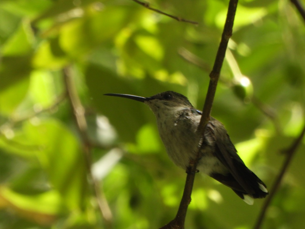 Fork-tailed Woodnymph - ML646776388