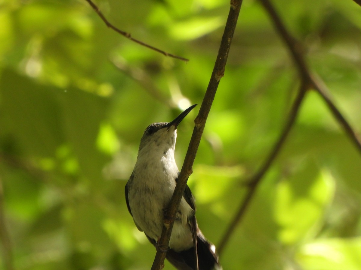 Fork-tailed Woodnymph - ML646776389