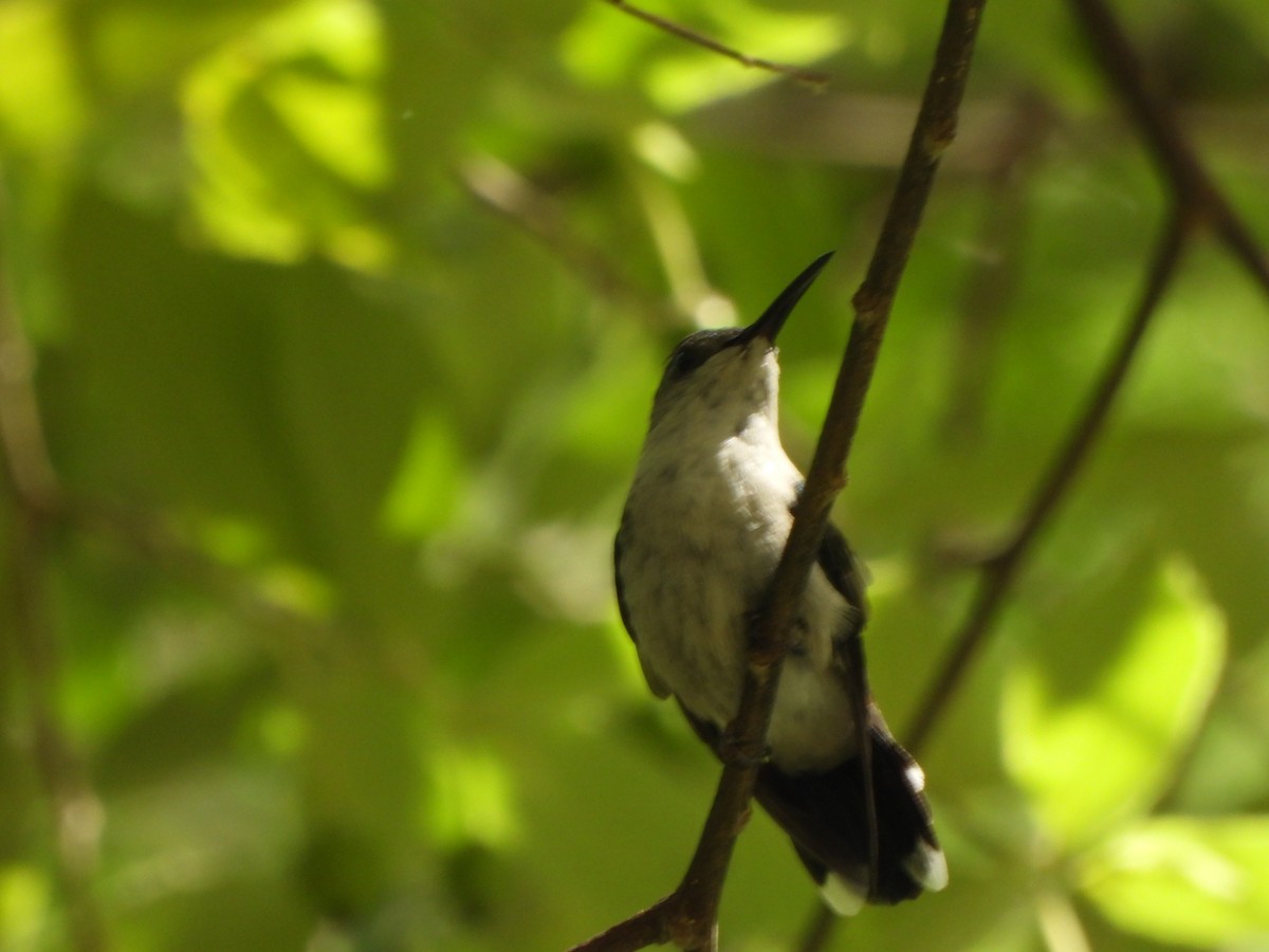 Fork-tailed Woodnymph - ML646776390