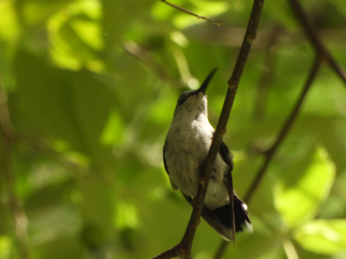 Fork-tailed Woodnymph - ML646776391