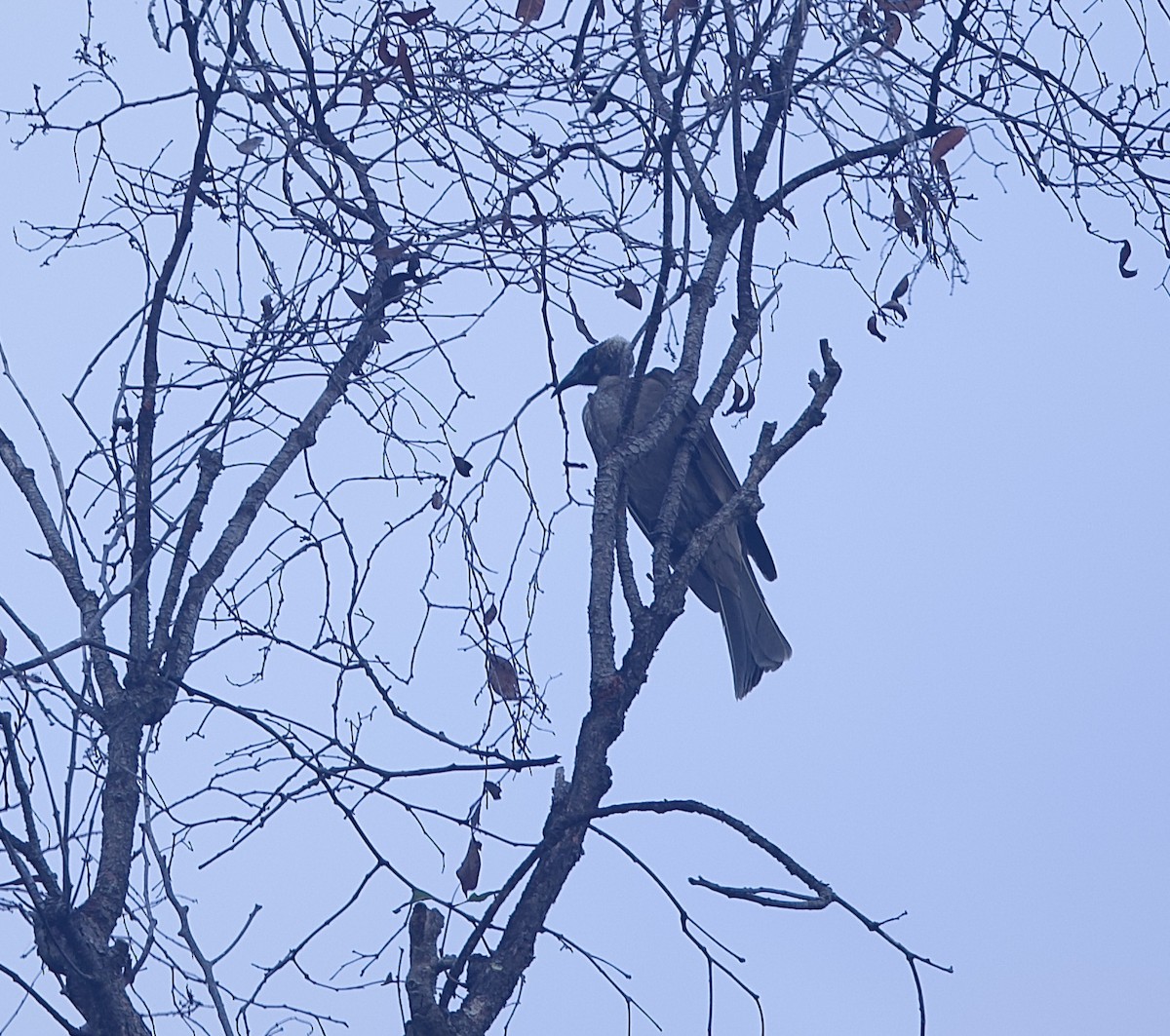 Helmeted Friarbird - ML646776392