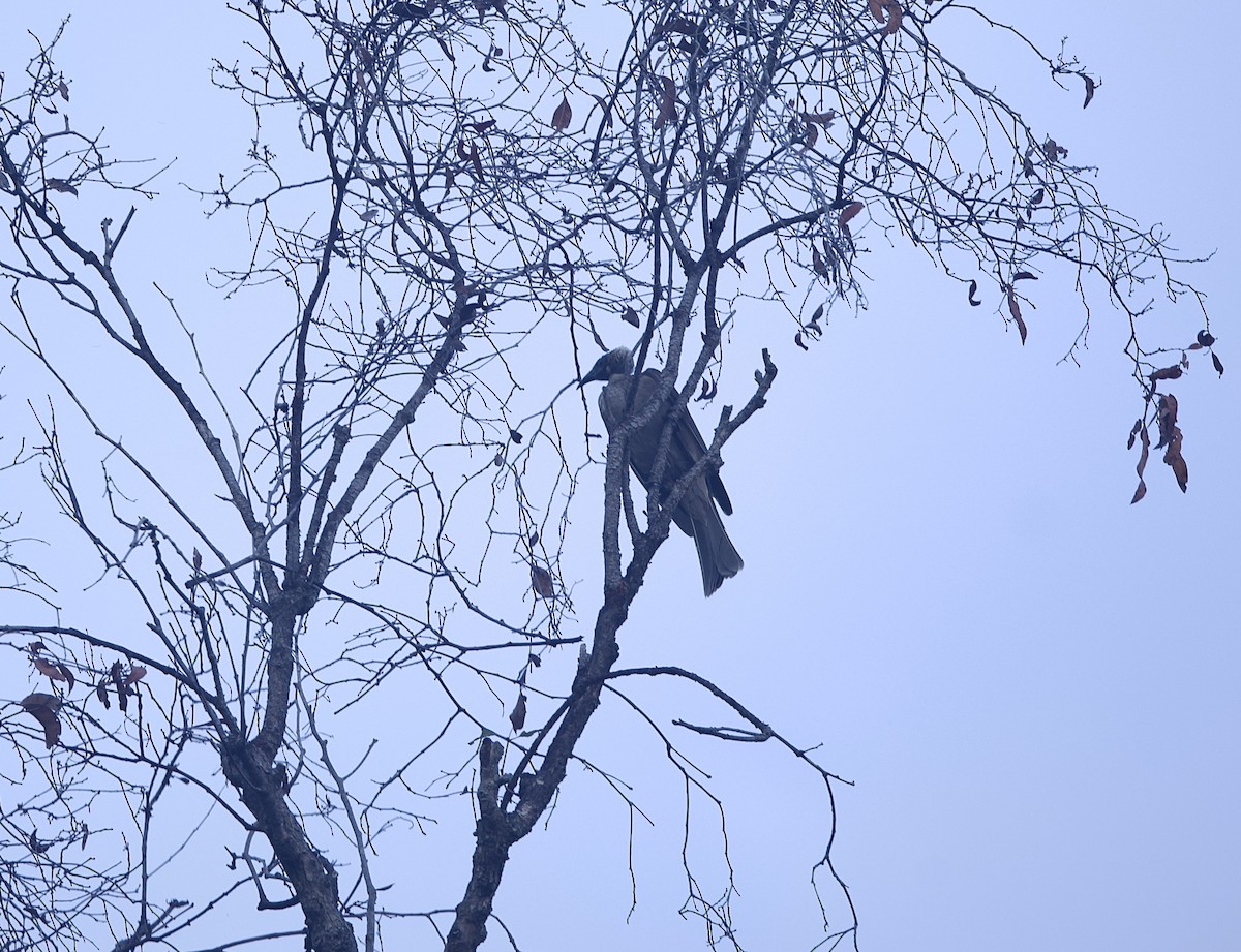 Helmeted Friarbird - ML646776393