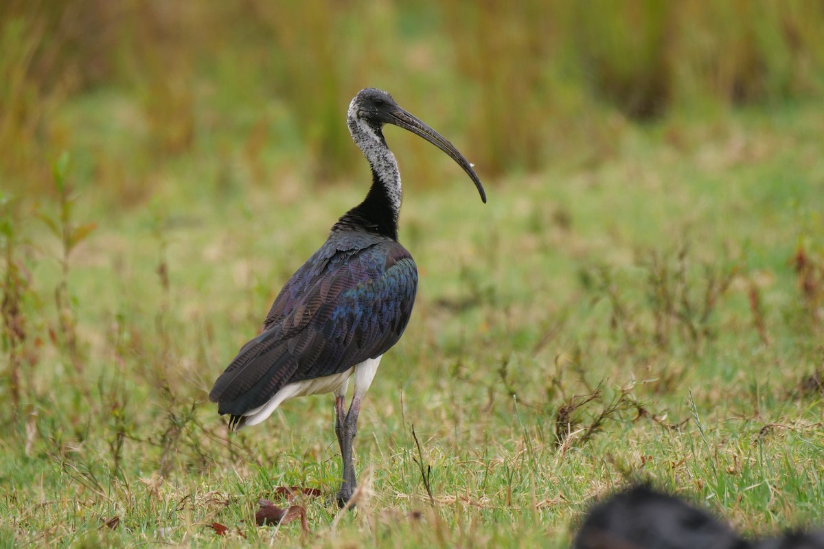 Straw-necked Ibis - ML646776396
