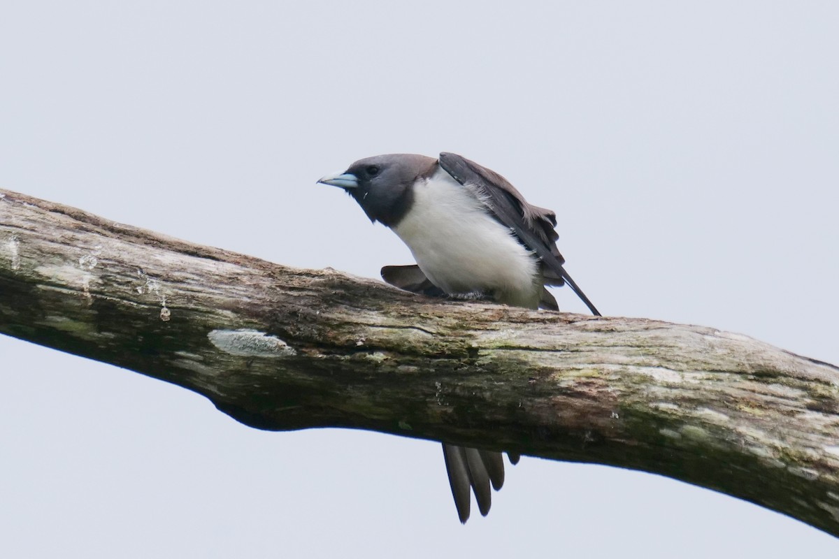 White-breasted Woodswallow - ML646776397