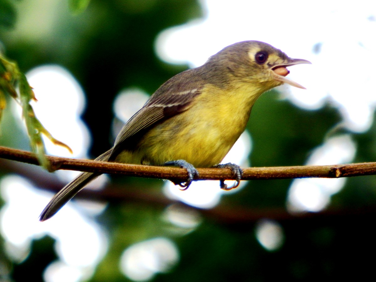 Küba Vireosu - ML646776399