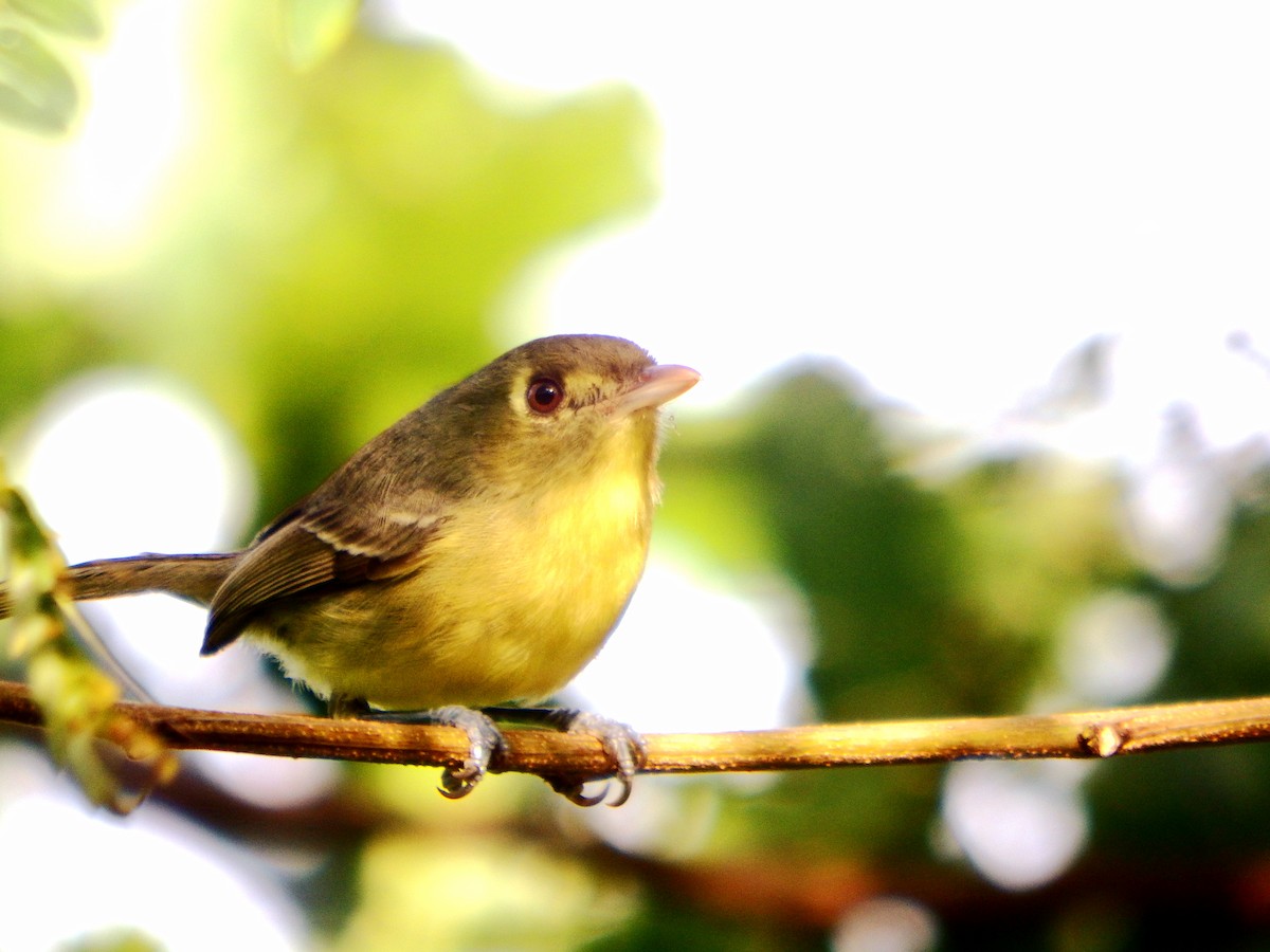 Küba Vireosu - ML646776400