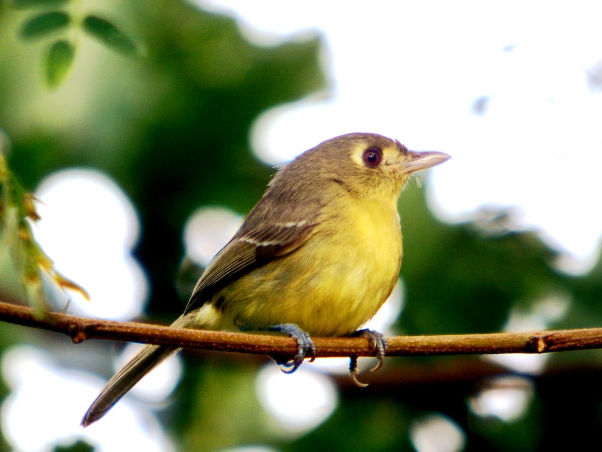 Küba Vireosu - ML646776401