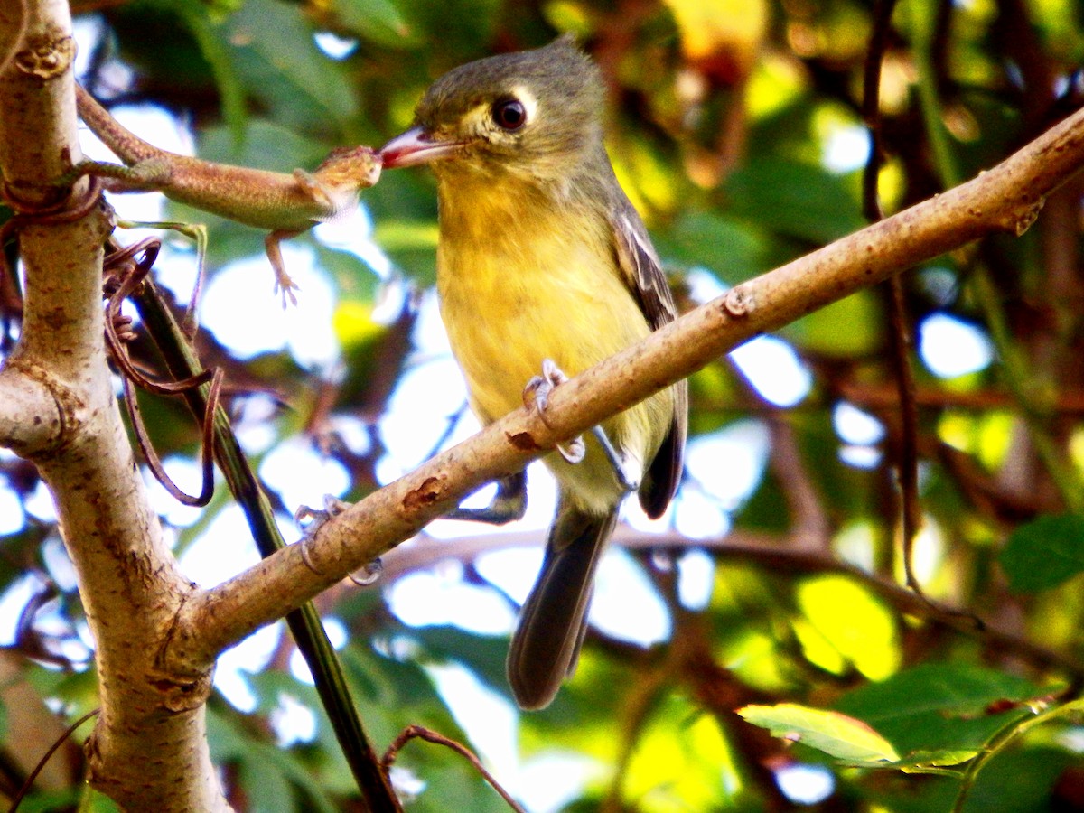 Küba Vireosu - ML646776402