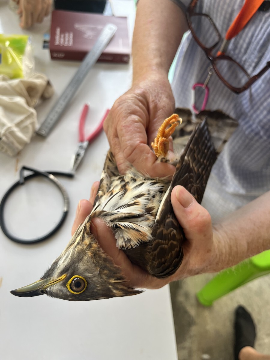 Large Hawk-Cuckoo - ML646776403