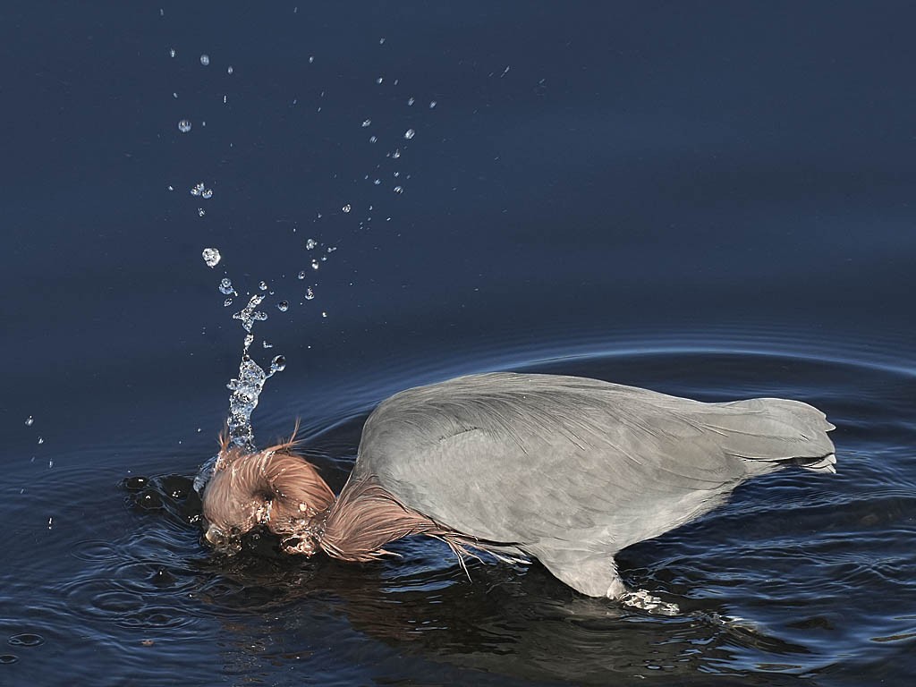 Kızılca Balıkçıl - ML646776404