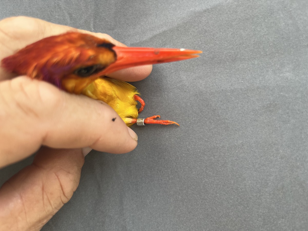 Black-backed Dwarf-Kingfisher - ML646776405