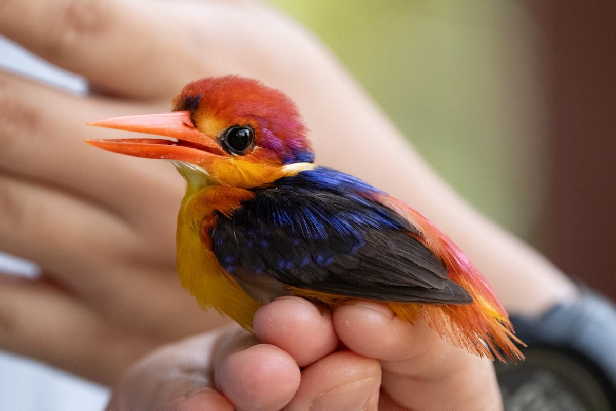 Black-backed Dwarf-Kingfisher - ML646776406