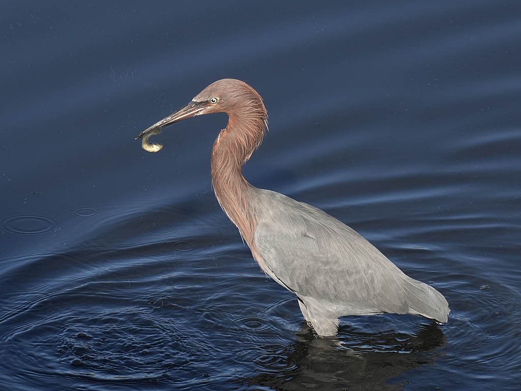 Kızılca Balıkçıl - ML646776407