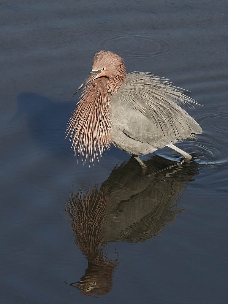 Kızılca Balıkçıl - ML646776413