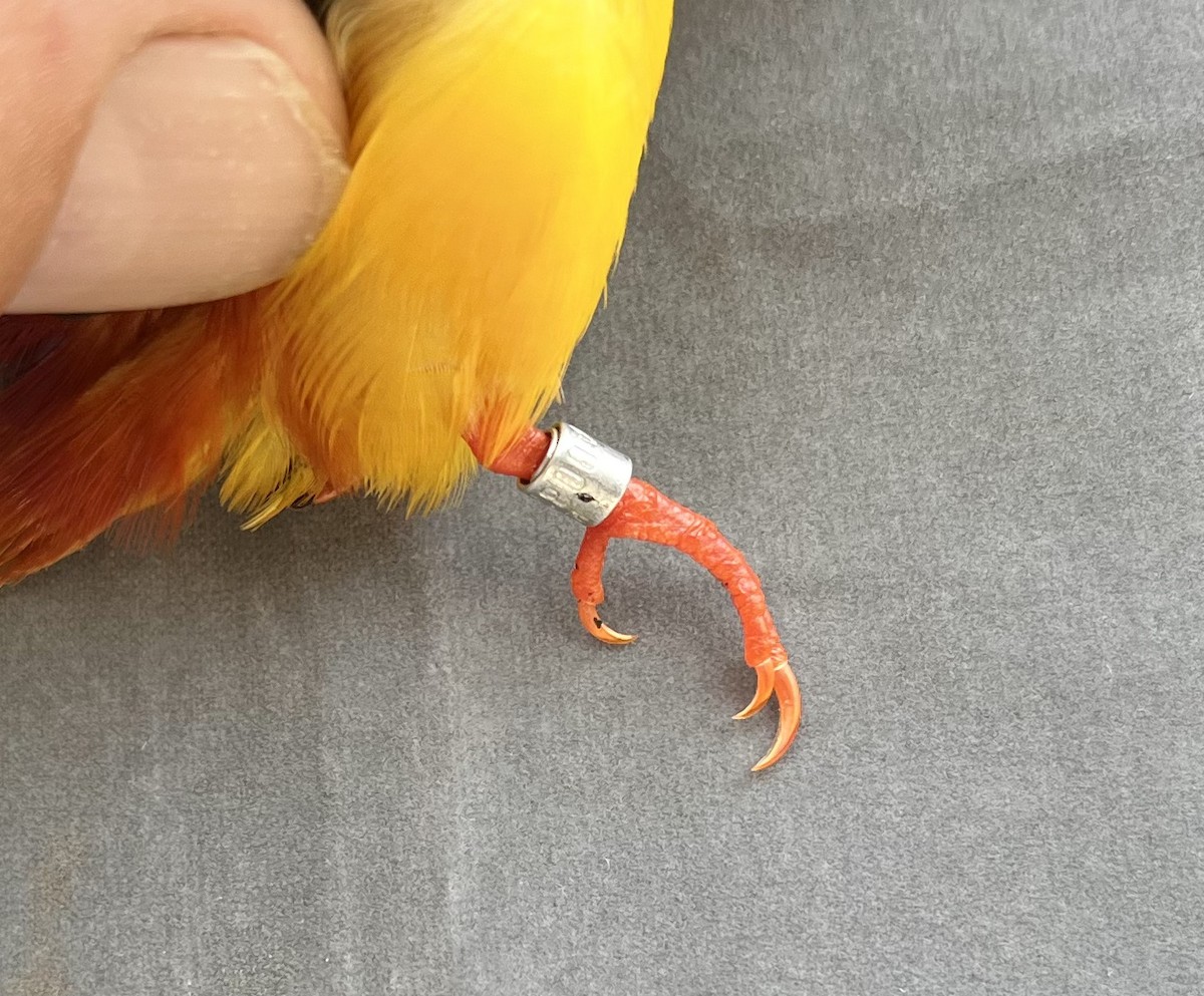 Black-backed Dwarf-Kingfisher - ML646776414