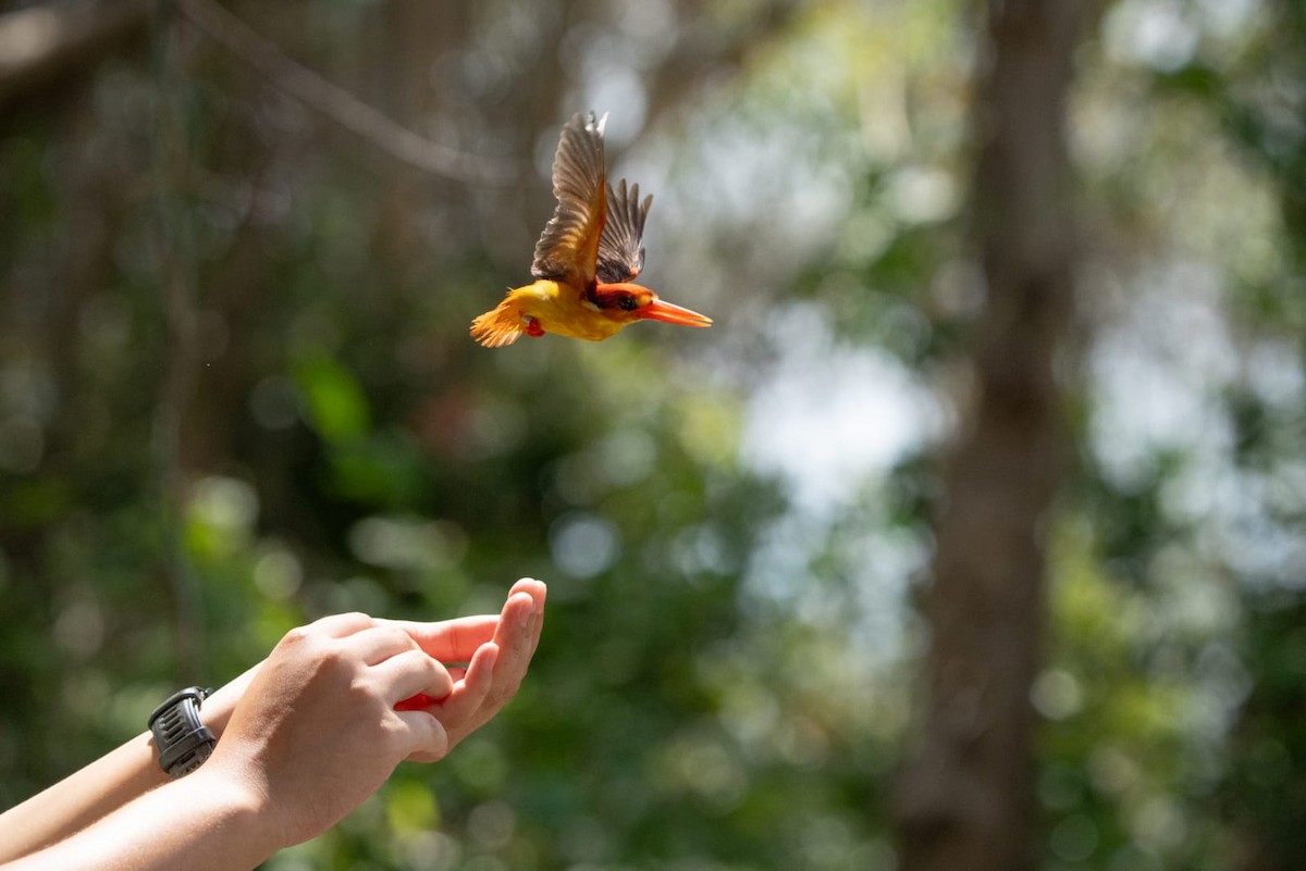 Black-backed Dwarf-Kingfisher - ML646776417
