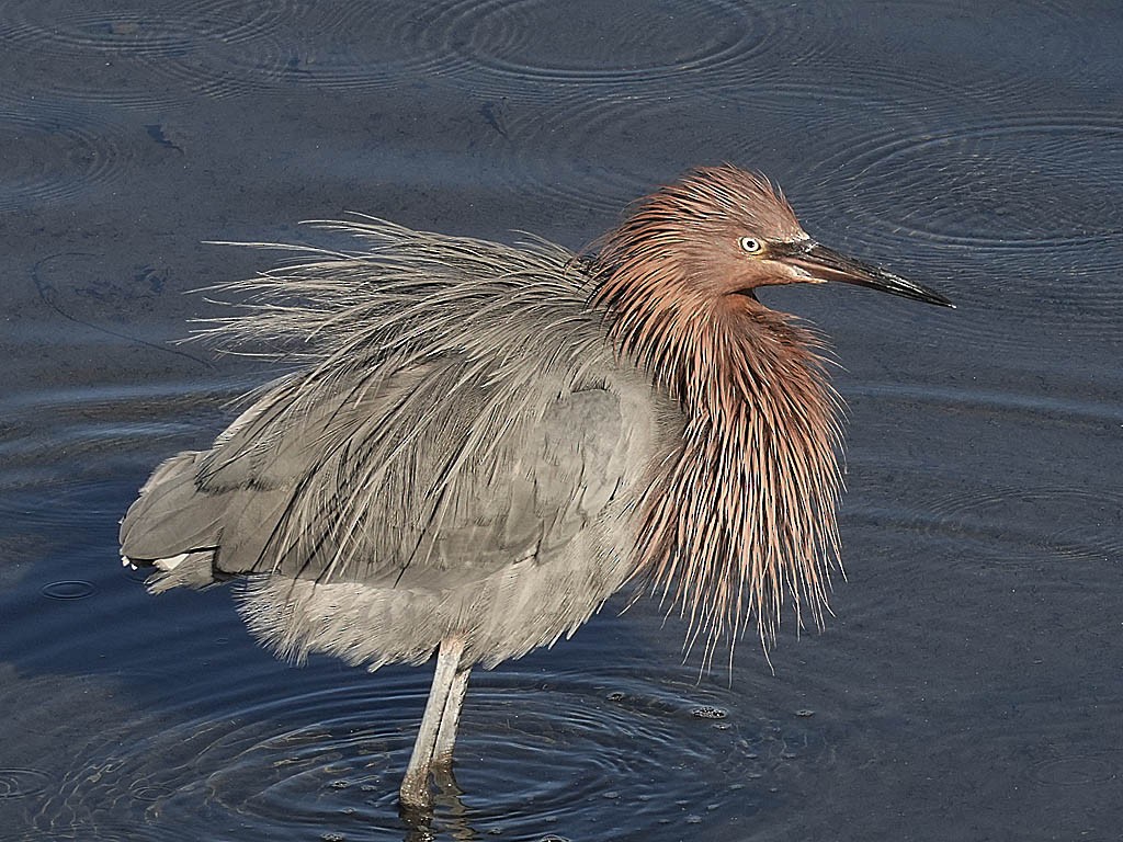 Kızılca Balıkçıl - ML646776422