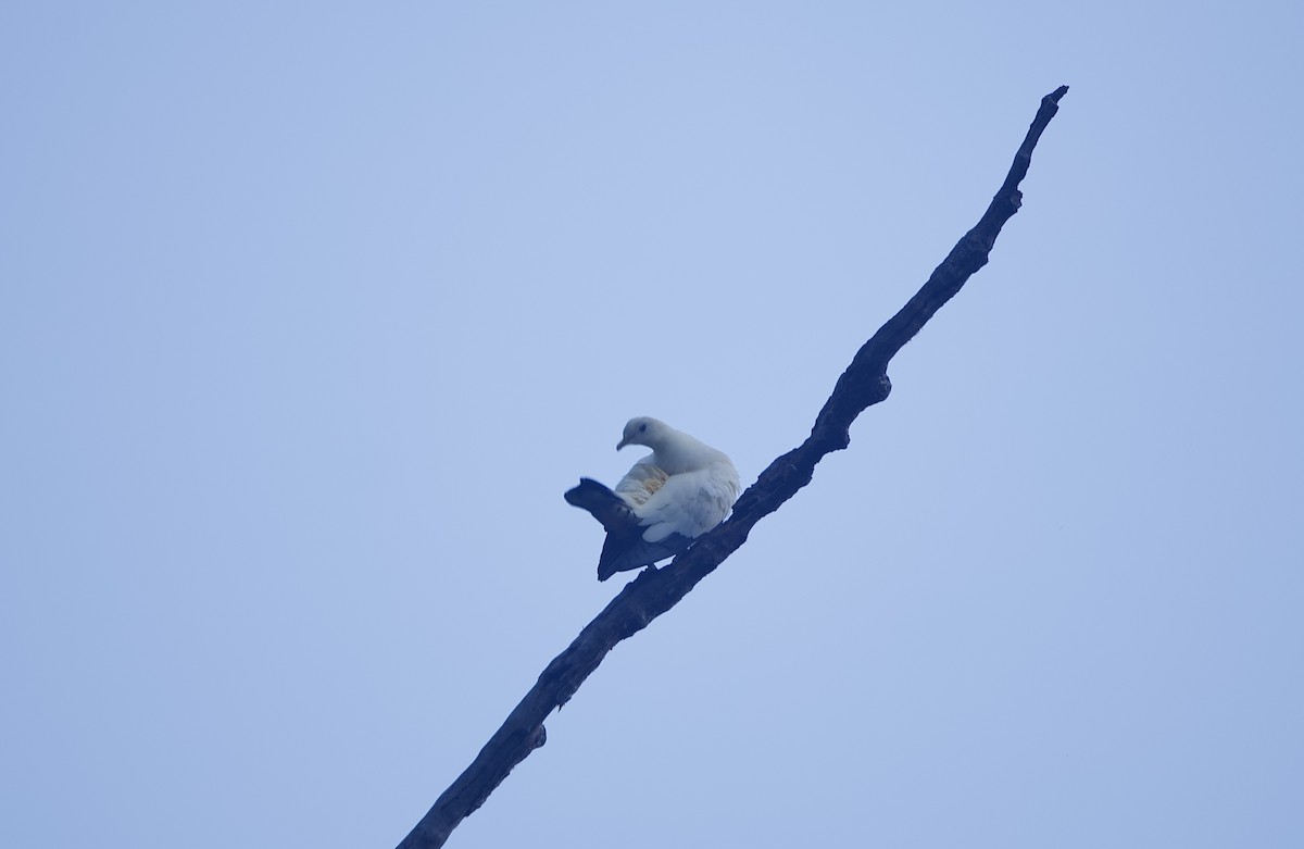 snøkeiserdue - ML646776424