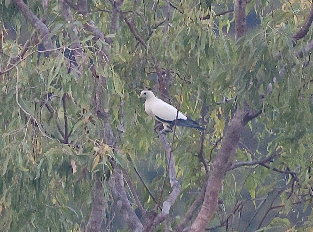 snøkeiserdue - ML646776425