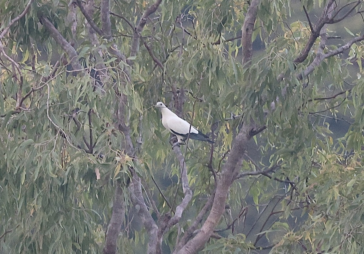 snøkeiserdue - ML646776426