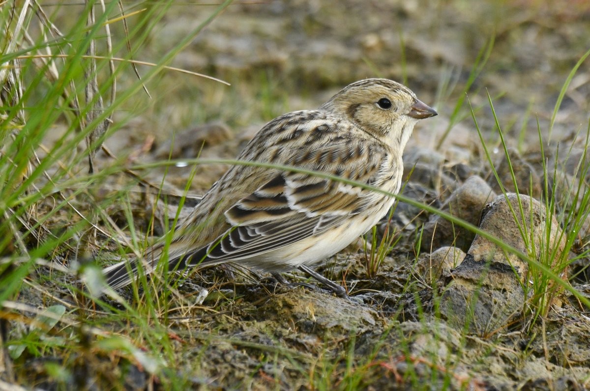 Подорожник лапландський - ML646776431