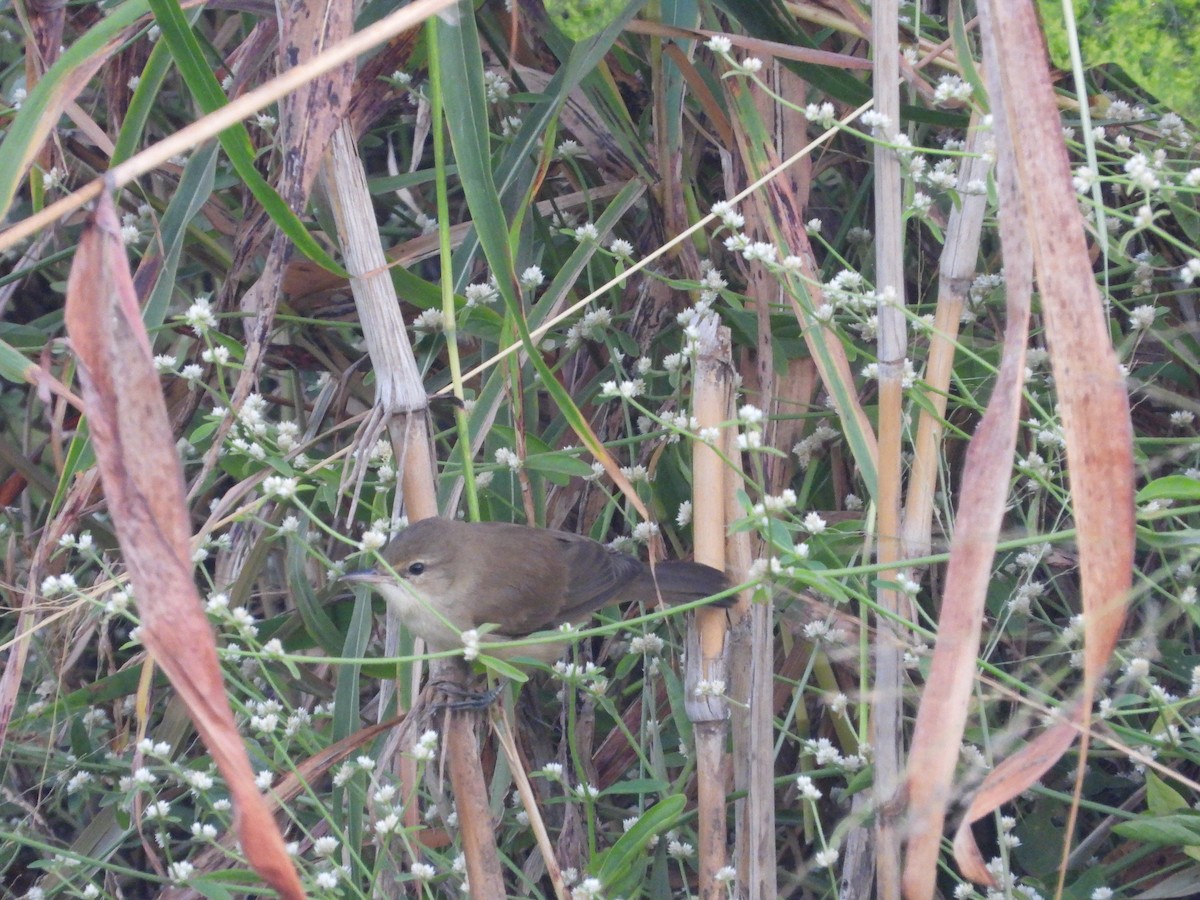 rákosník hlučnohlasý - ML646776433