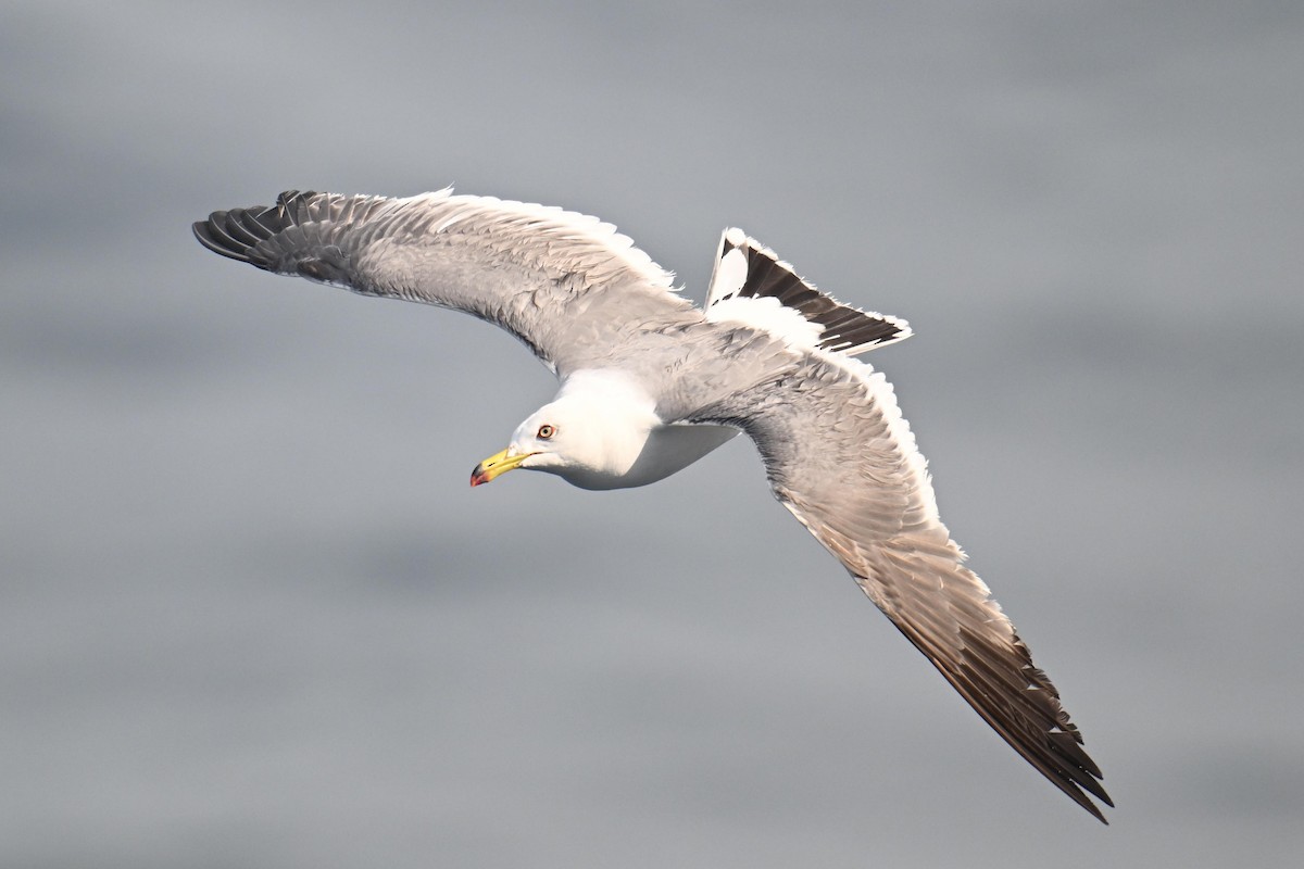 Хар сүүлт цахлай - ML646776434