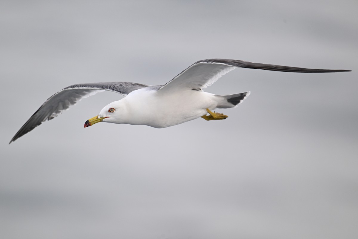 Хар сүүлт цахлай - ML646776435