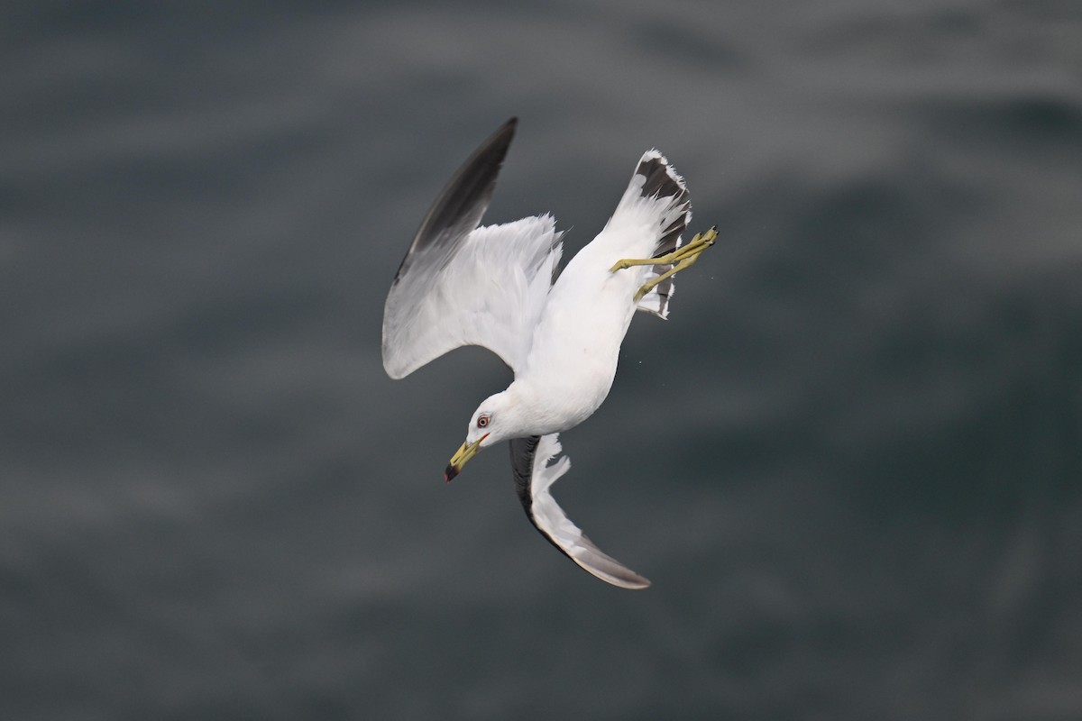 Хар сүүлт цахлай - ML646776436