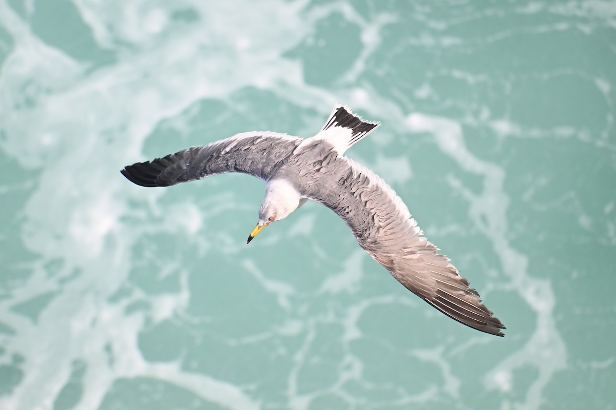 Хар сүүлт цахлай - ML646776437