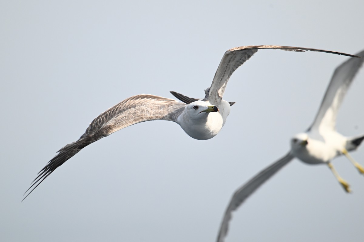 Хар сүүлт цахлай - ML646776438