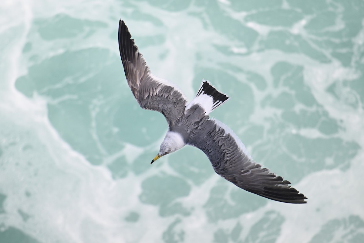 Хар сүүлт цахлай - ML646776440