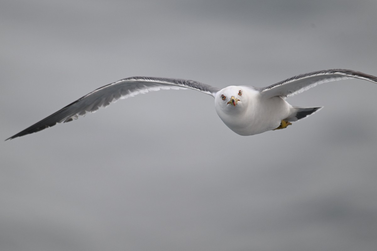 Хар сүүлт цахлай - ML646776441