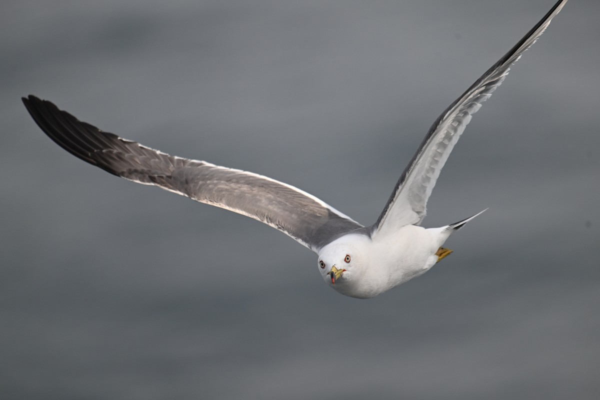 Хар сүүлт цахлай - ML646776442