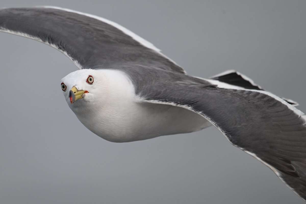 Хар сүүлт цахлай - ML646776444