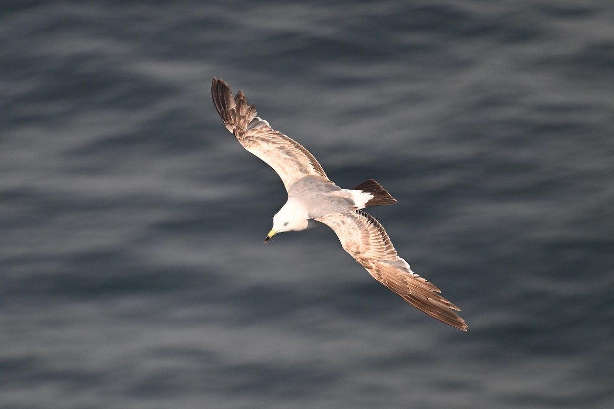 Хар сүүлт цахлай - ML646776445