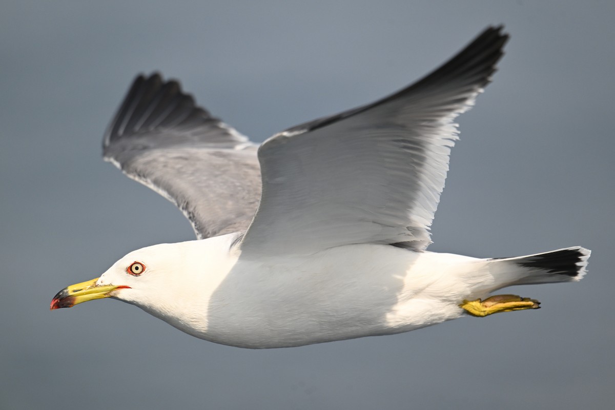 Хар сүүлт цахлай - ML646776446