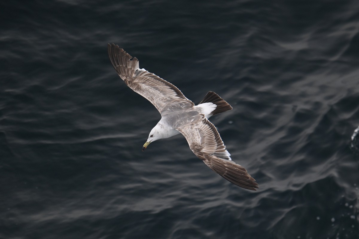 Хар сүүлт цахлай - ML646776447