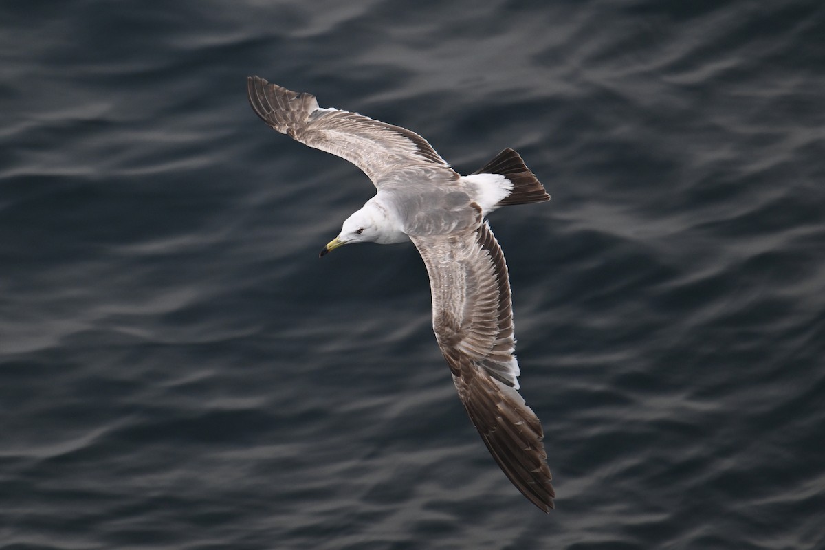 Хар сүүлт цахлай - ML646776448