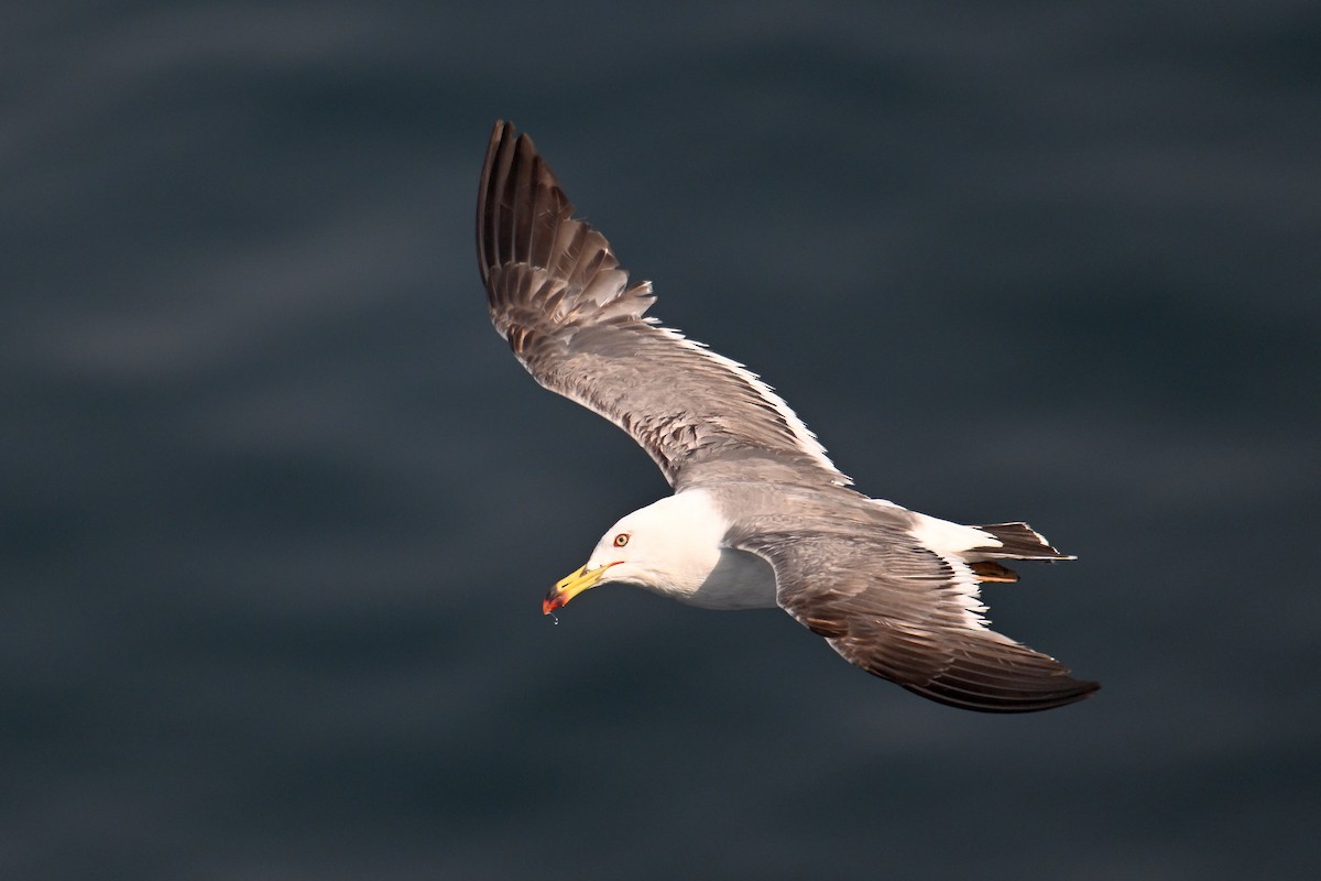 Хар сүүлт цахлай - ML646776449