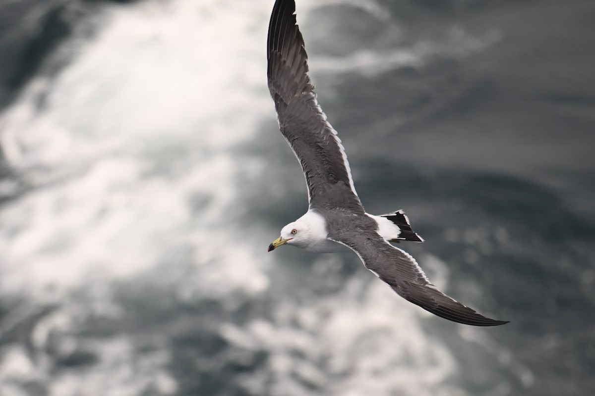 Хар сүүлт цахлай - ML646776450