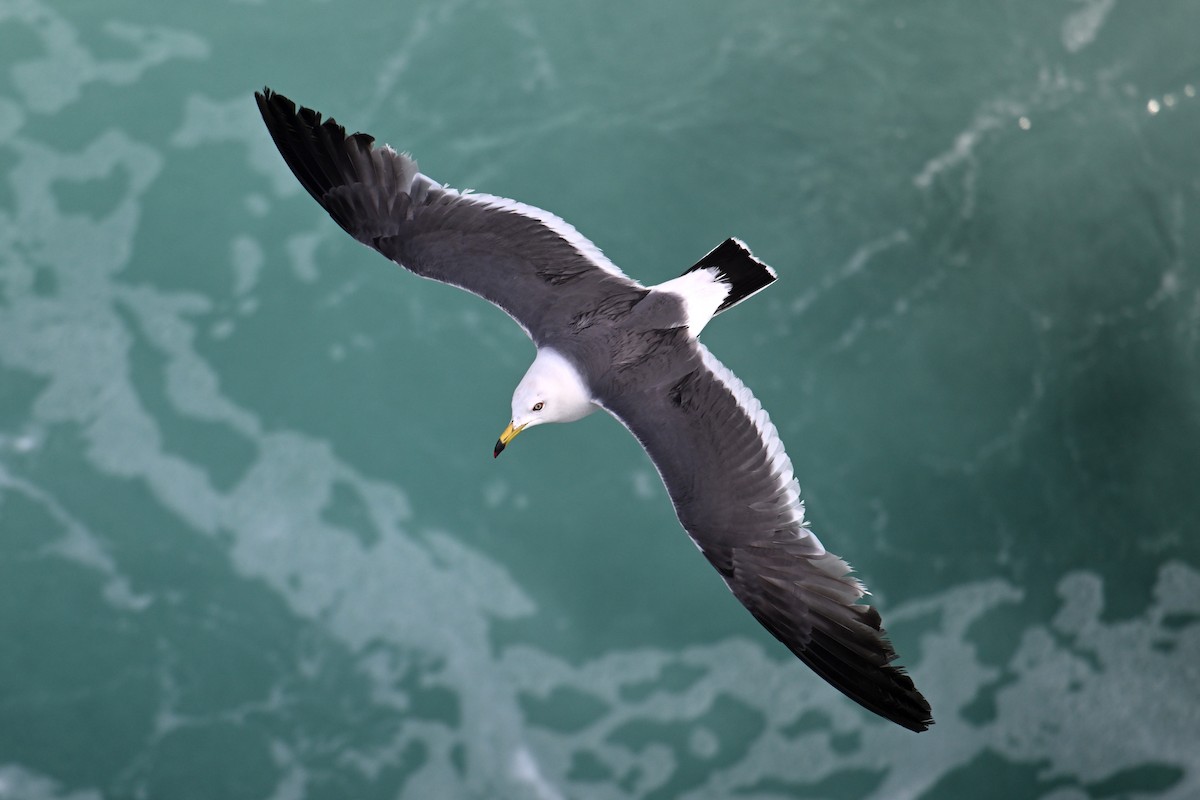 Хар сүүлт цахлай - ML646776454