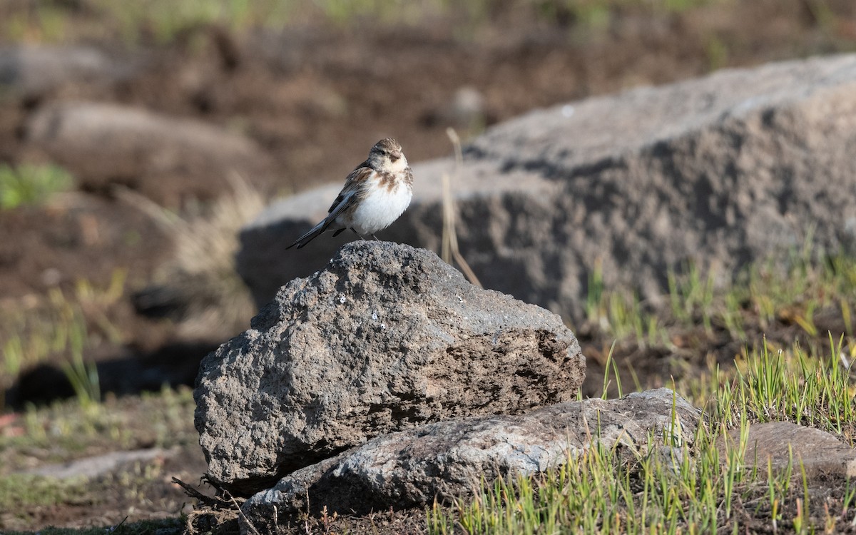 Linotte à bec jaune - ML646776477