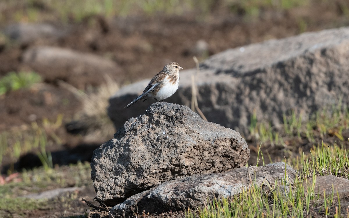 Linotte à bec jaune - ML646776478