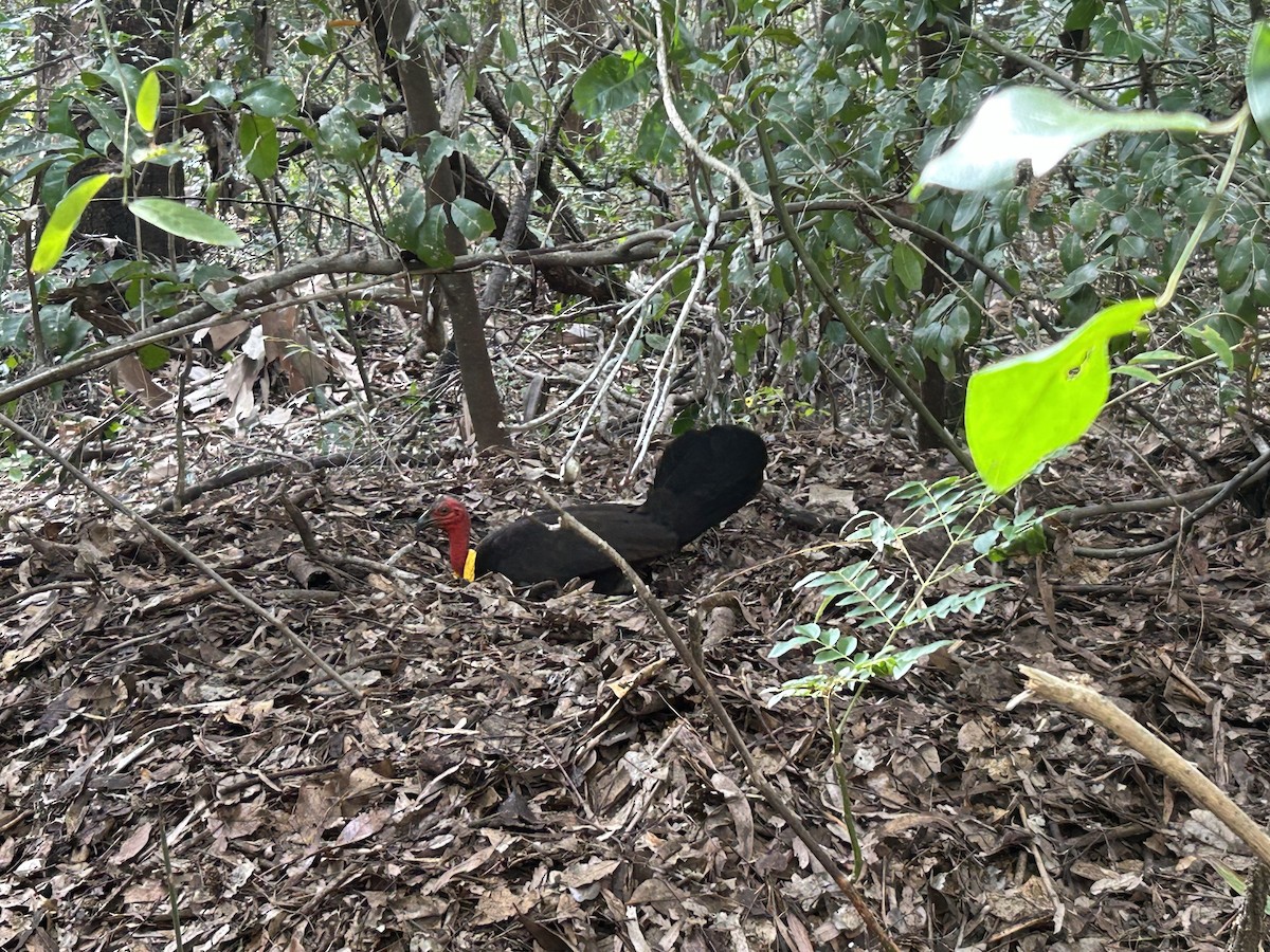 Великоніг східний - ML646776479