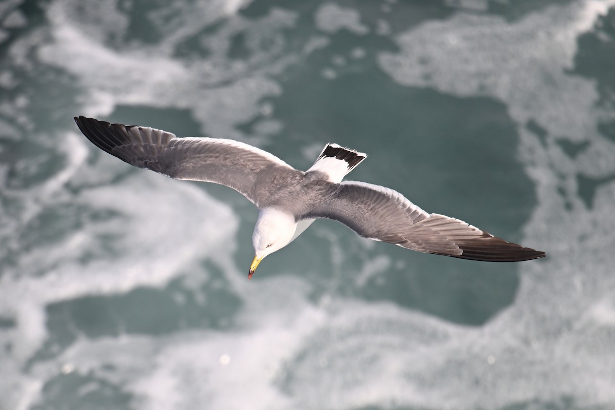 Хар сүүлт цахлай - ML646776480