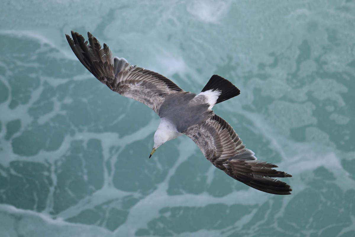 Хар сүүлт цахлай - ML646776481